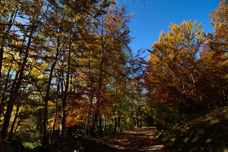 Couleurs d'automne